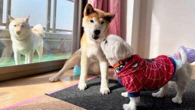 老犬ホームPinky(ピンキー)_施設内観(シニア犬のお部屋)