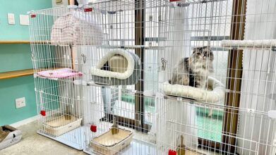 老犬ホームPinky(ピンキー)_施設内観(猫のお部屋)
