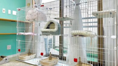 老犬ホームPinky(ピンキー)_施設内観(猫のお部屋)