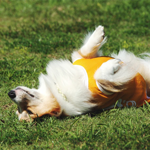 地面に寝転ぶ老犬