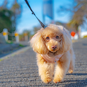 散歩中の老犬