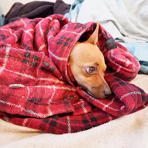 毛布にくるまる老犬