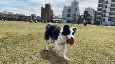 シニアDogハイム_お散歩風景