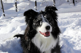 雪で遊ぶ老犬