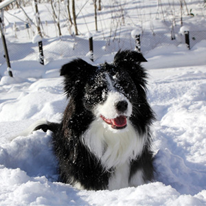 雪で遊ぶ老犬