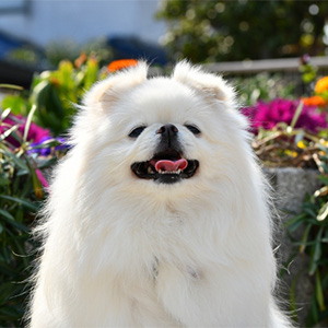 舌を出す老犬