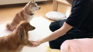 老犬ホームセタ_介護風景(おやつタイム)