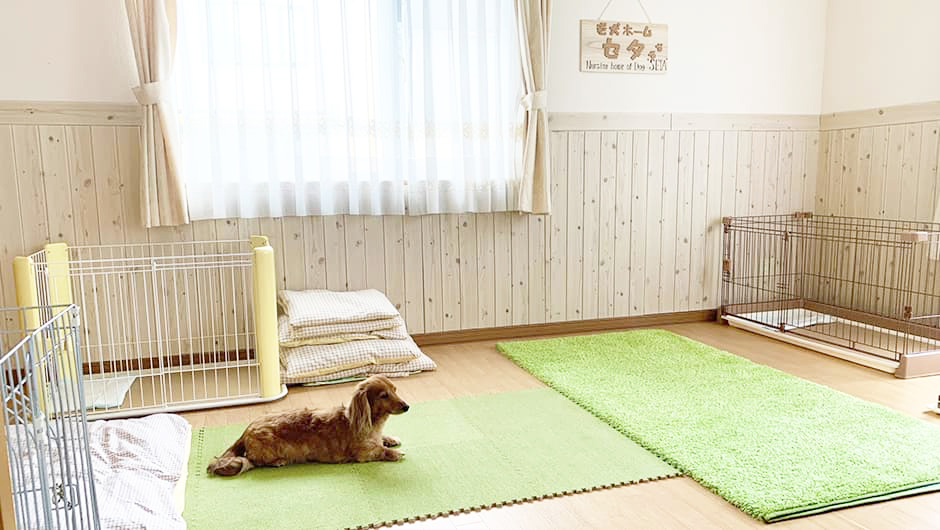 老犬ホームセタ（北海道札幌市）の写真｜【老犬ケア】老犬ホーム・老猫