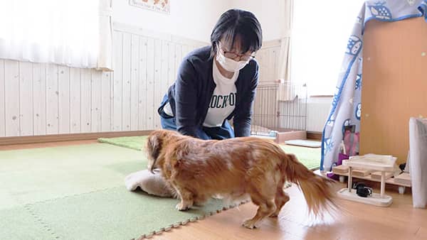 老犬ホームセタ 介護風景