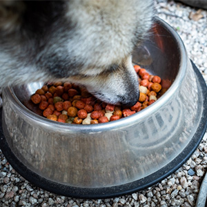 フードを食べる老犬