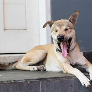 あくびする老犬