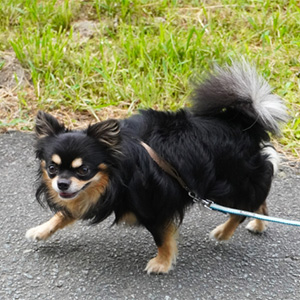 散歩中の老犬