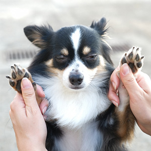 手を挙げる老犬