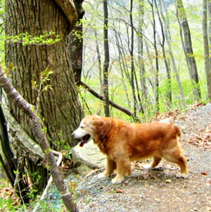 山の中を歩く老犬