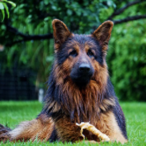 芝生の上の老犬