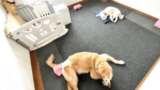 老犬ホームPinky(ピンキー)_ワンちゃんのお部屋