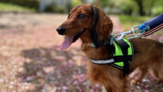 老犬ホームPinky(ピンキー)_お散歩風景