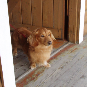 遠くを見る老犬