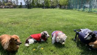 老犬ホームセタ_介護風景_お散歩