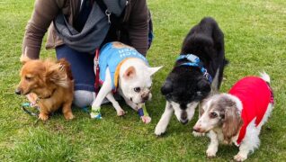 老犬ホームセタ_介護風景_お散歩