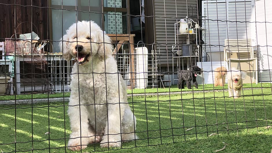 三田愛犬介護病院 ドッグラン