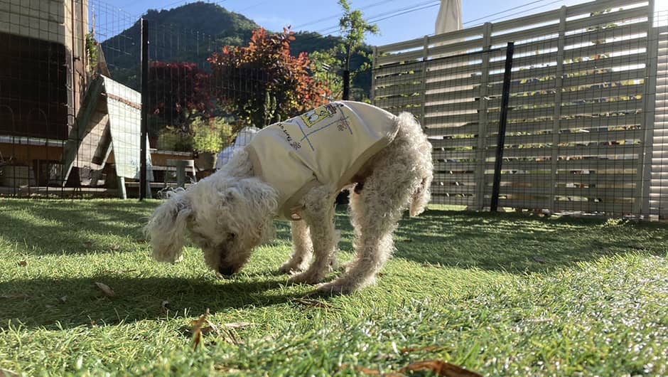 三田愛犬介護病院_ドッグラン