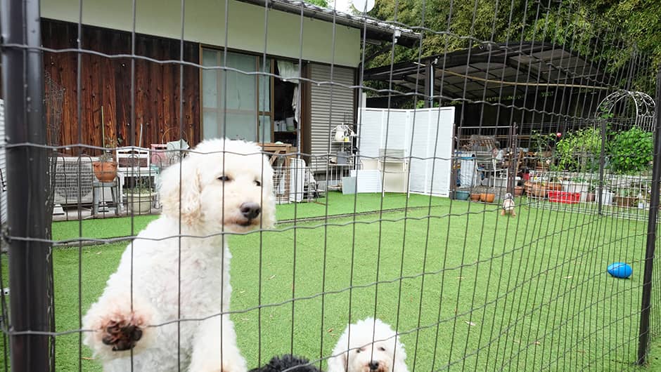 三田愛犬介護病院 ドッグラン