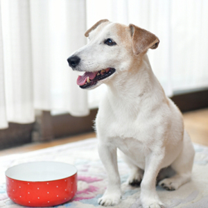 お座りする老犬