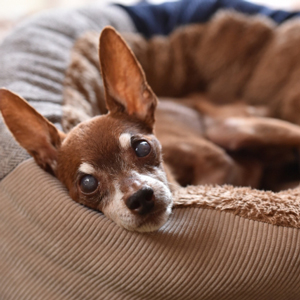 くつろぐ老犬