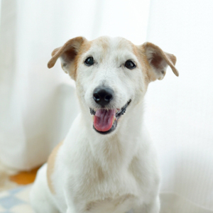 家でくつろぐ老犬