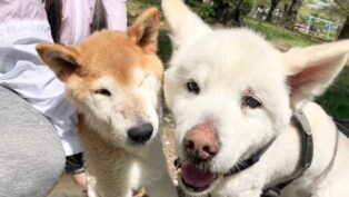 老犬ホームPinky_介護風景
