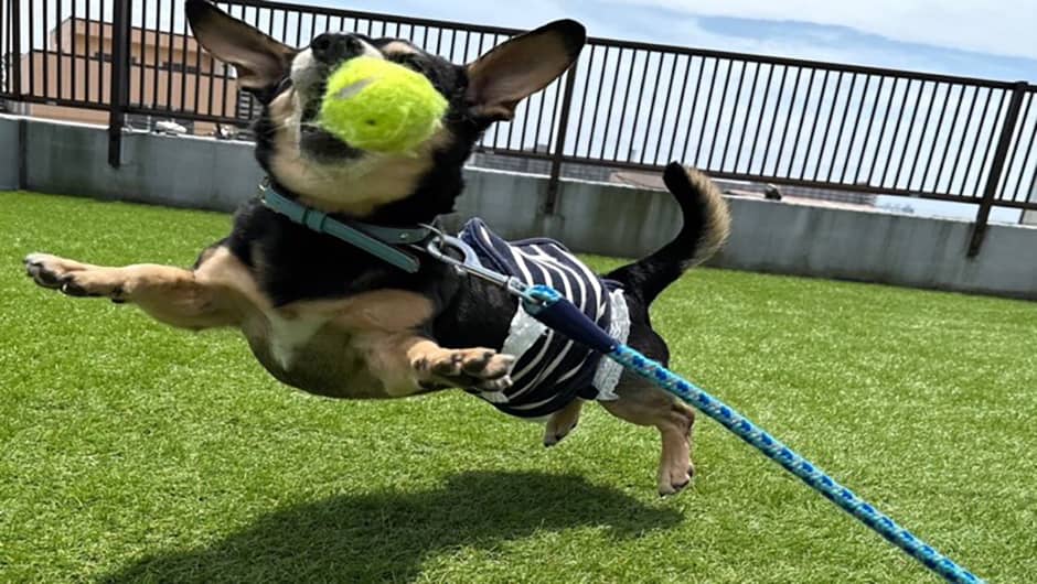 老犬ホームPinky_ドッグラン