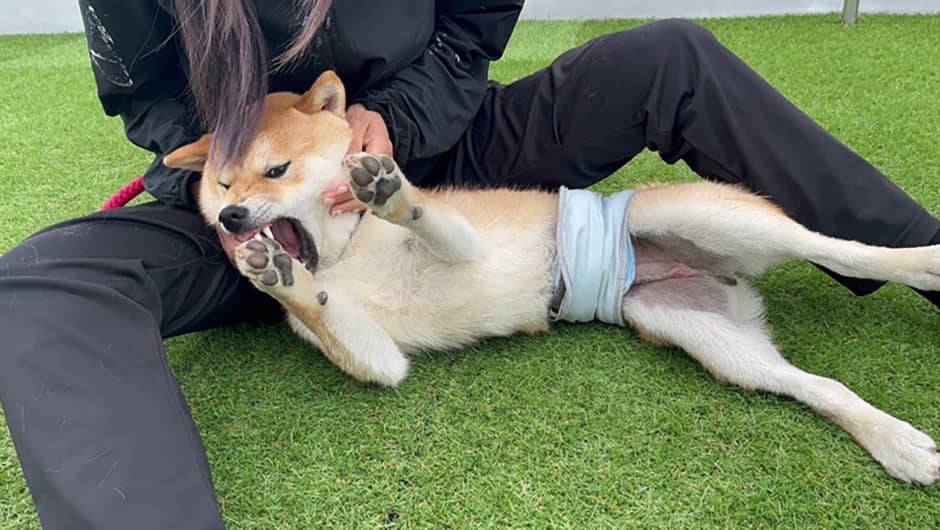 老犬ホームPinky_ドッグラン
