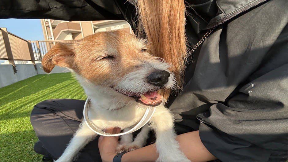 老犬ホームPinky_介護風景
