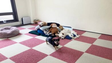 老犬ホームPinky_ワンちゃんのお部屋