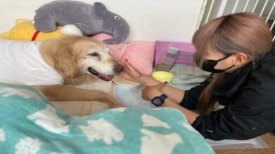 老犬ホームPinky_ワンちゃんのお部屋