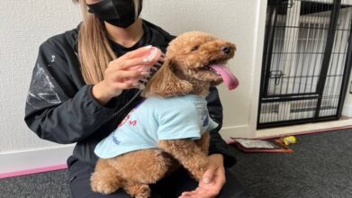 老犬ホームPinky_介護風景