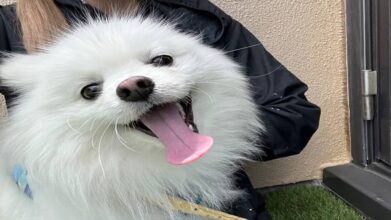 老犬ホームPinky_介護風景