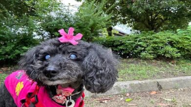 老犬ホームPinky_お散歩風景