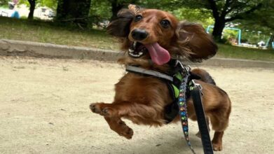 老犬ホームPinky_お散歩風景