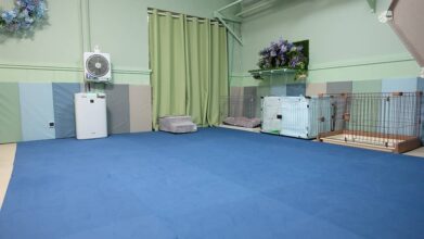 老犬介護ハイムフルエスト_室内フリースペース