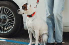 車のそばにいる老犬