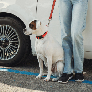 車のそばにいる老犬