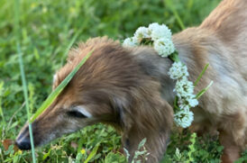 原っぱで遊ぶ老犬