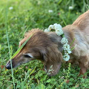 原っぱで遊ぶ老犬