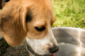 水を飲む老犬