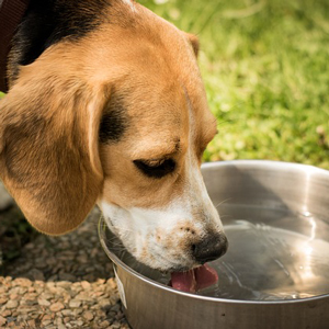 水を飲む老犬