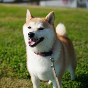 芝生で遊ぶ老犬