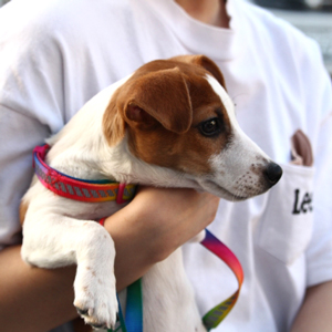 抱き抱えられた老犬