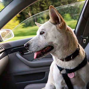 車に乗る老犬